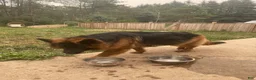 German Shepherd dogs for sale: German Shepherd 4 - Ad 2