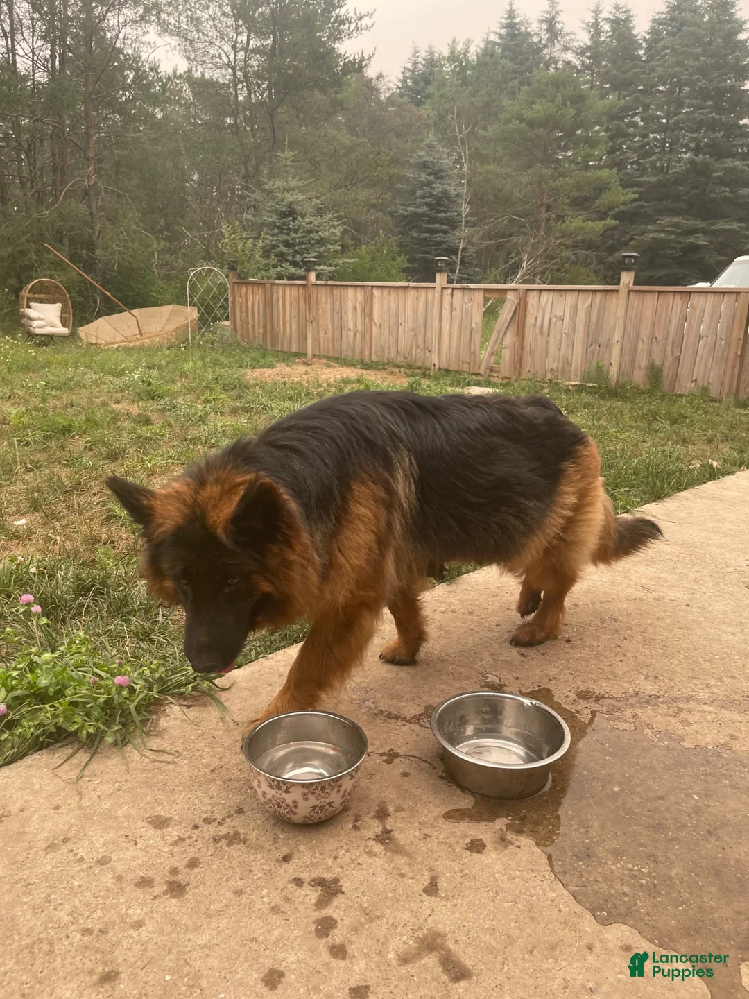 German Shepherd dogs for sale: German Shepherd 4 - Ad 2