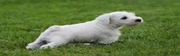 Miniature Schnauzer dogs for sale: George  - Ad 2