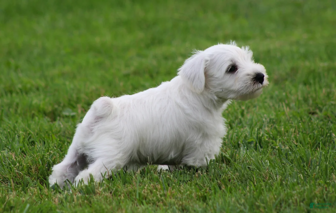 Miniature Schnauzer dogs for sale: George  - Ad 2