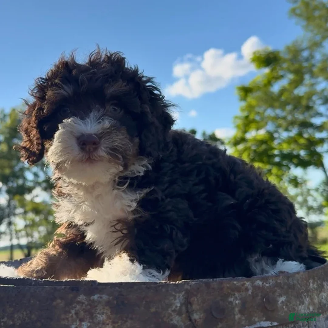 Mini Bernedoodle dogs for sale: Malta - Ad 1