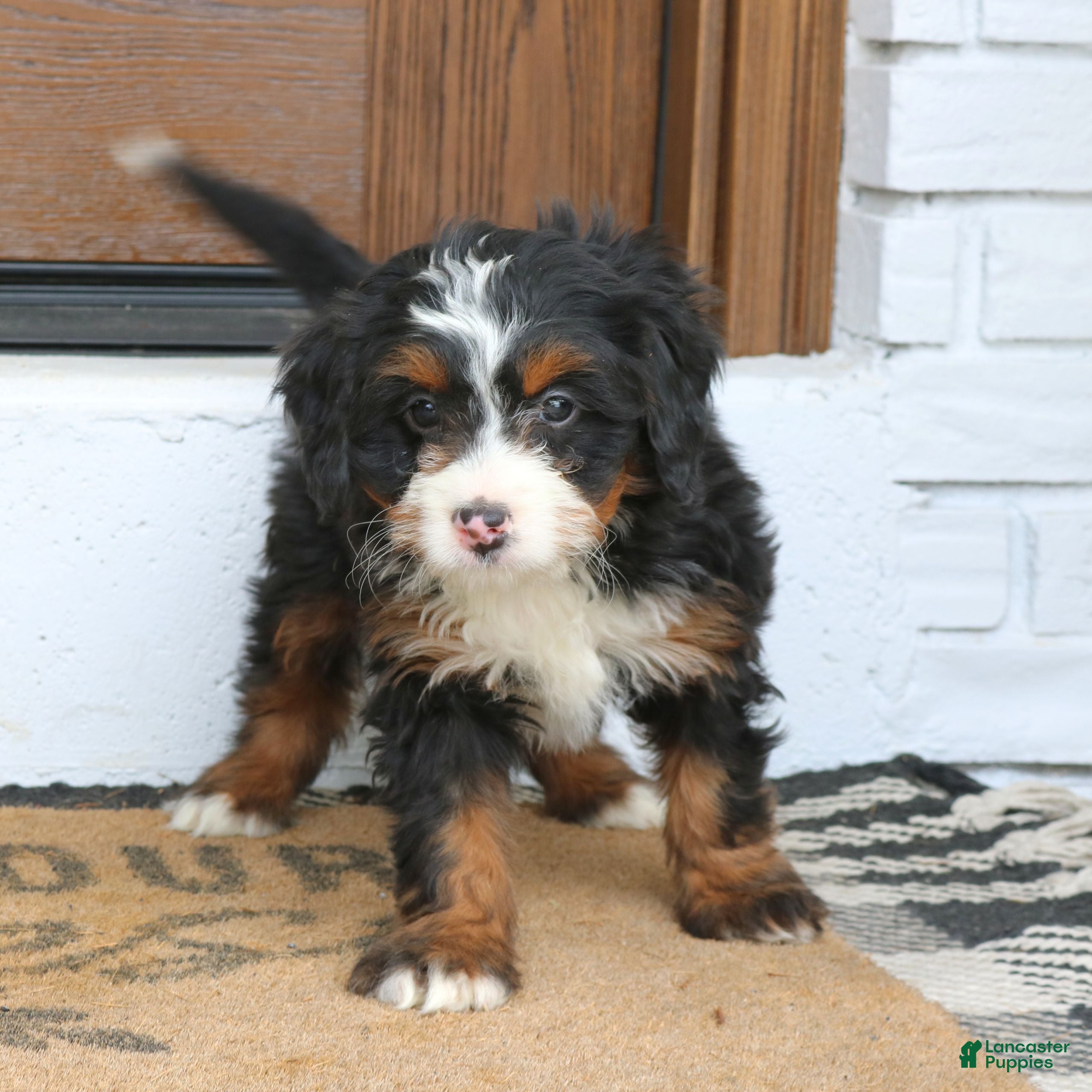 Mini Bernedoodle dogs Ivy  - Ad 1