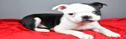 Boston Terrier dogs for sale: Jabel - Ad 8