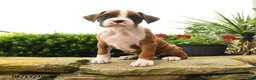 Boxer dogs for sale: Twilight - Ad 3