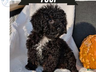 Toy Poodle dogs - Ad 34