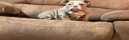 English Bulldog dogs for sale: Petunia - Ad 2