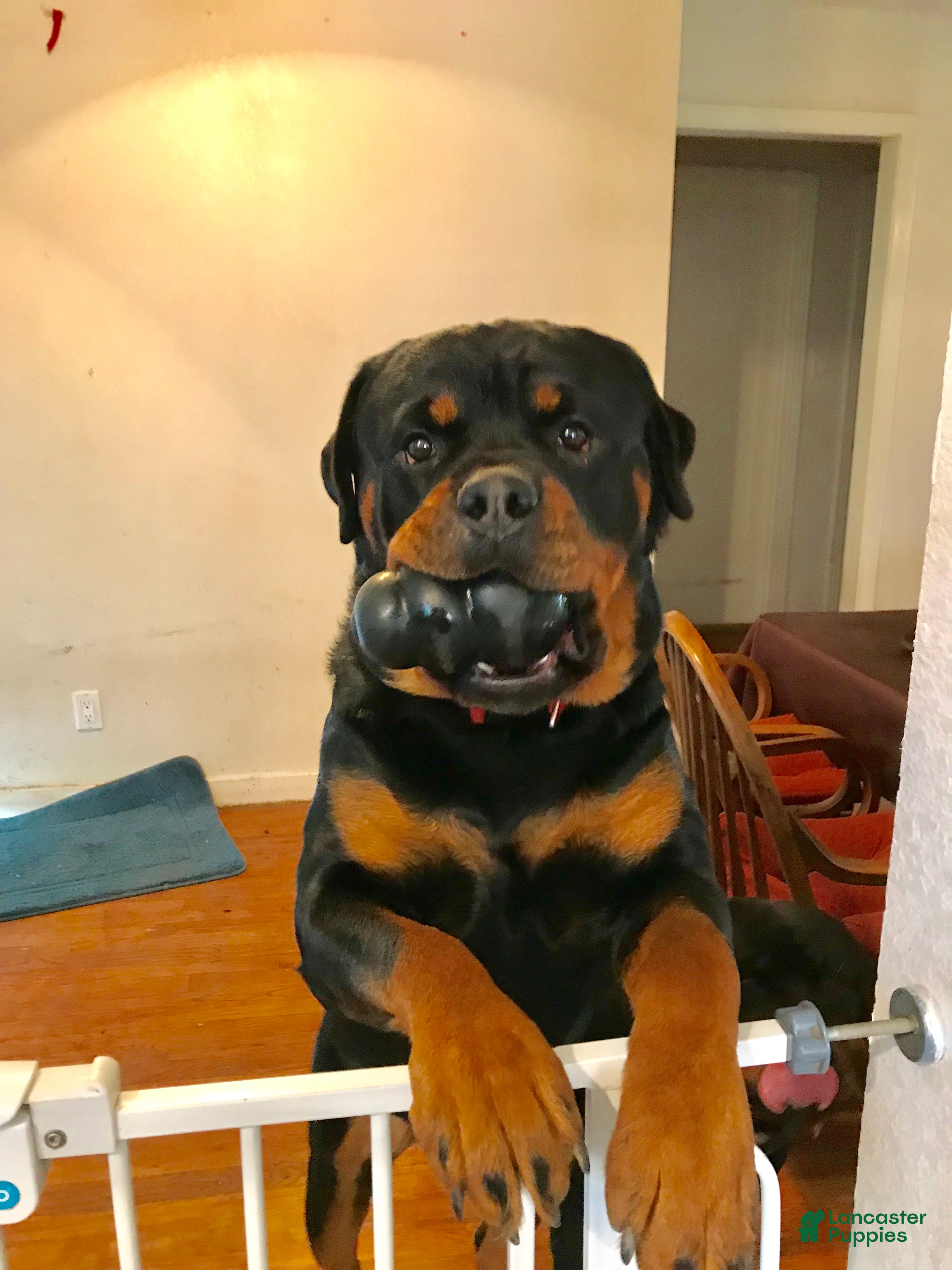Taz