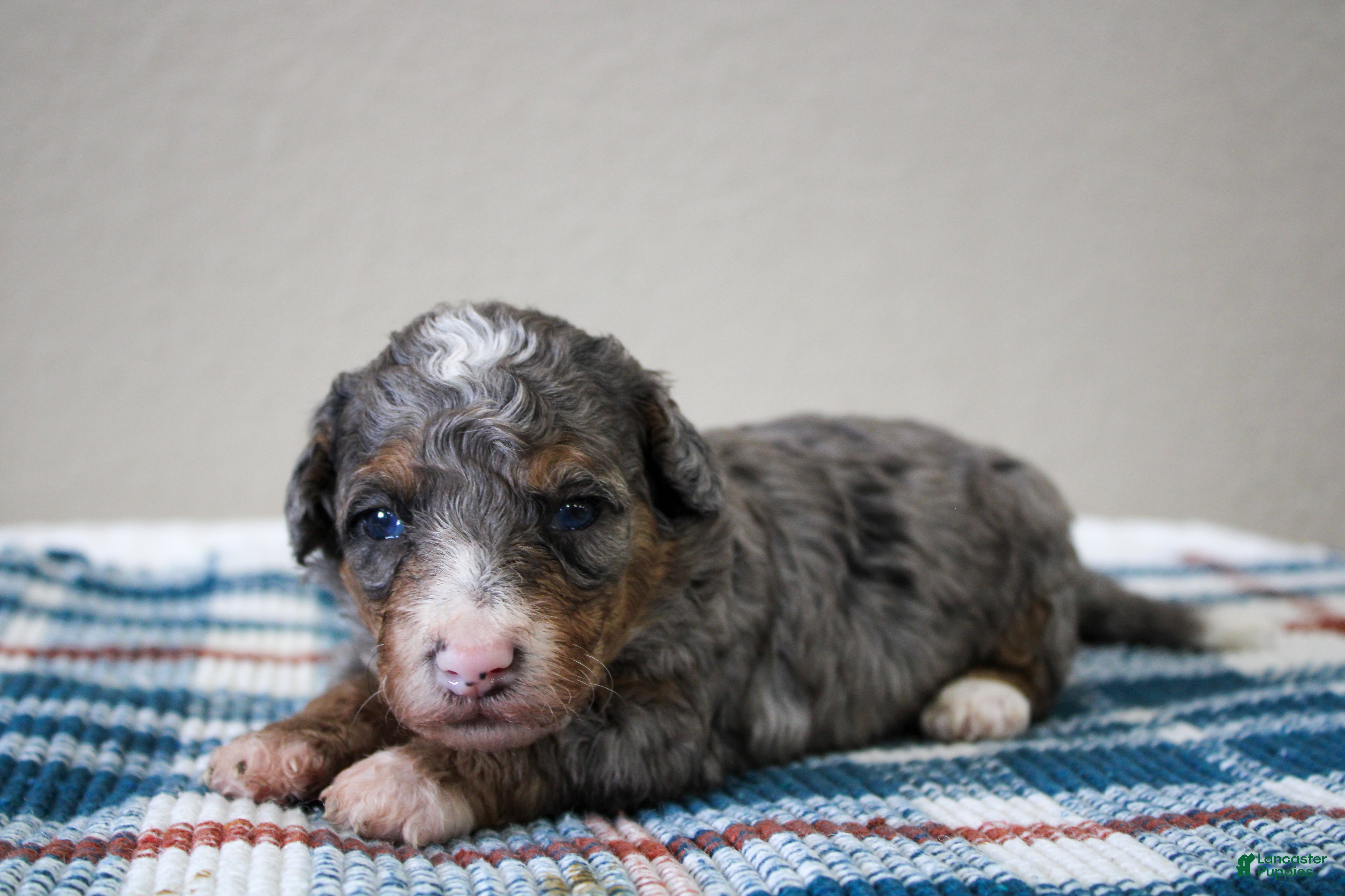 Mini Bernedoodle dogs Snickers  - Ad 1