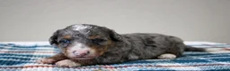 Mini Bernedoodle dogs for sale: Snickers  - Ad 1