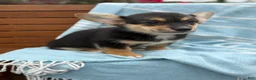 Welsh Corgi Pembroke dogs for sale: Josie - Ad 19