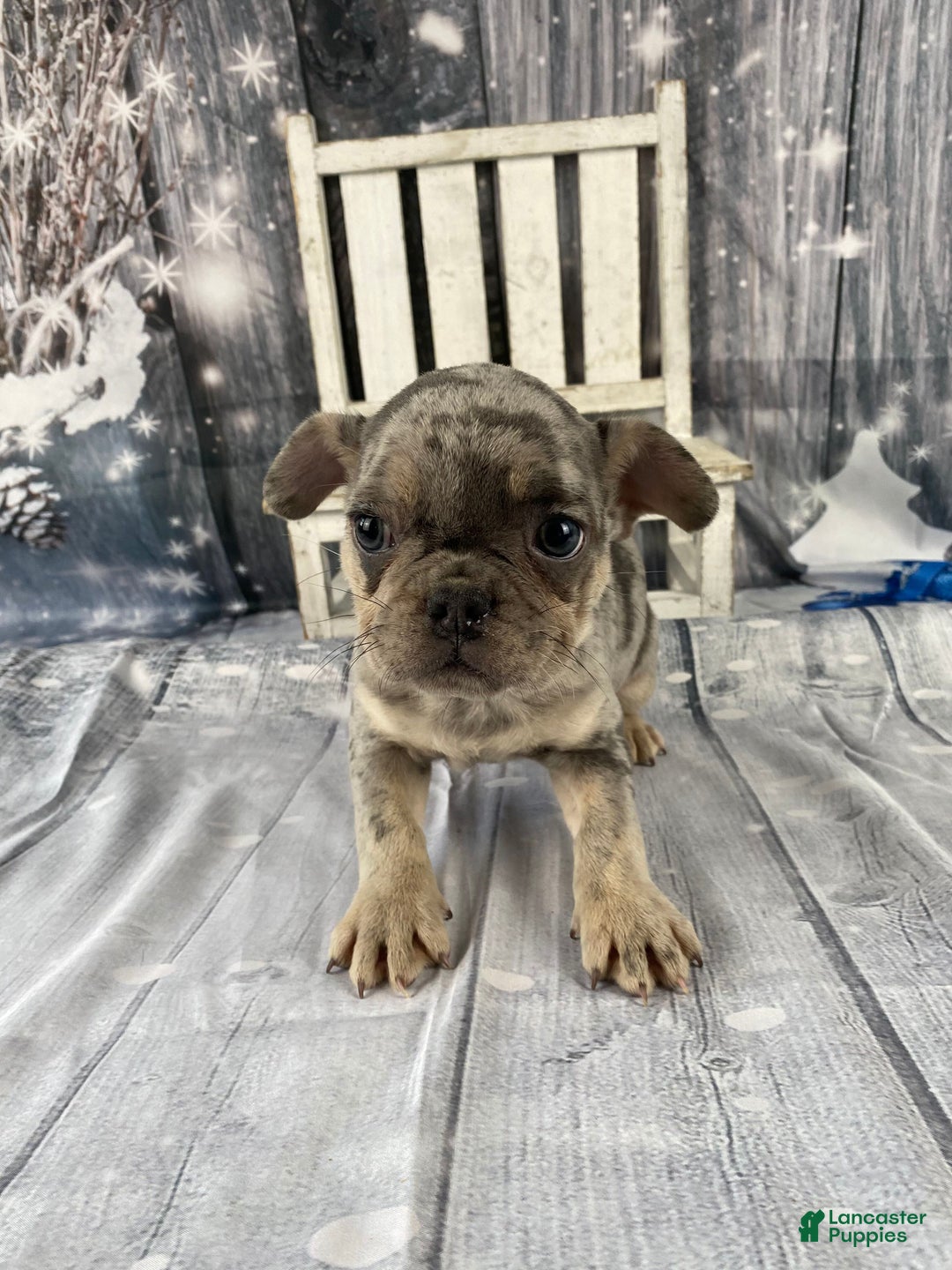 Mixed Breed dogs for sale: Buddy - Ad 6