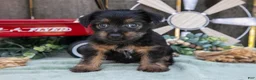 Yorkshire Terrier dogs for sale: Cookie - Ad 4