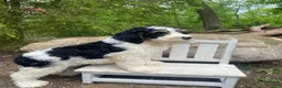 Bernedoodle dogs for sale: Scooby - Ad 5