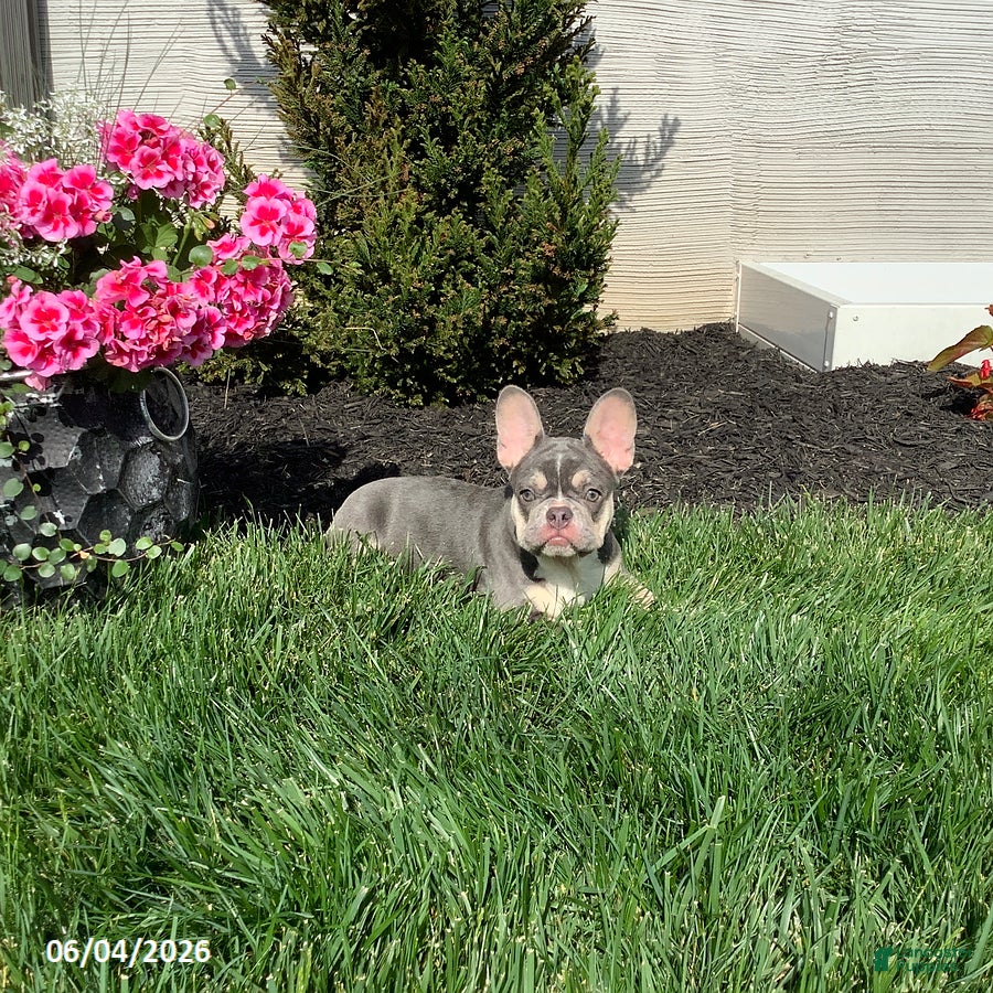 French Bulldog dogs for sale: Clover - Ad 1