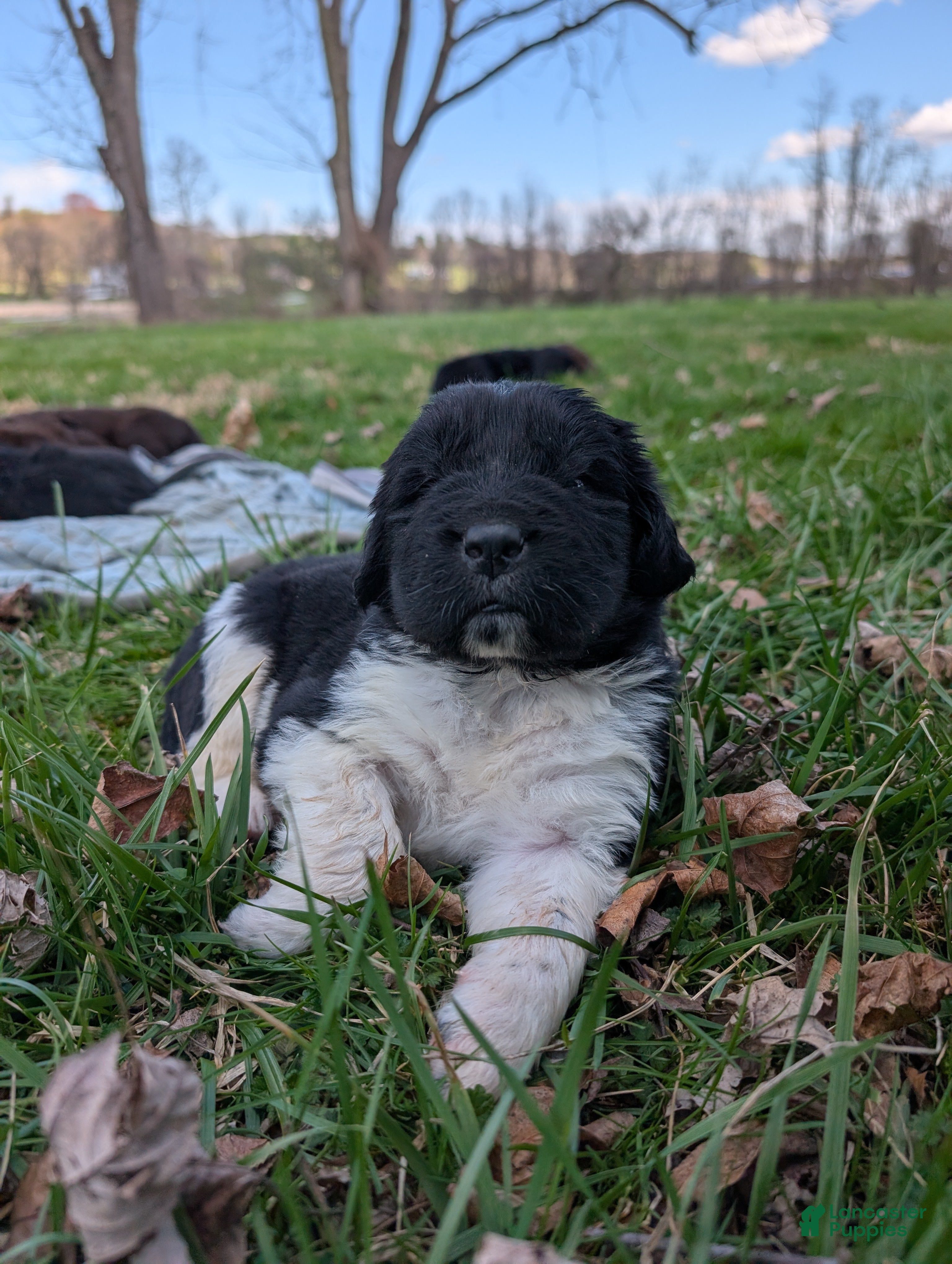 Newfoundland dogs Henson - Ad 31