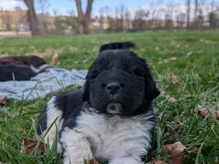 Newfoundland dogs Henson - Ad 29