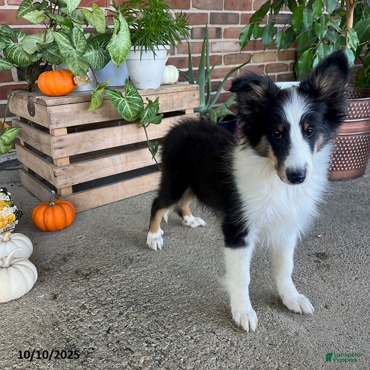 Shetland Sheepdog Puppies for sale in Indiana Lancaster Puppies