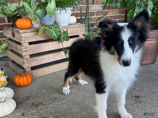 Shetland Sheepdog dogs - Ad 3