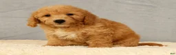 Bichpoo dogs for sale: Jasper - Ad 8