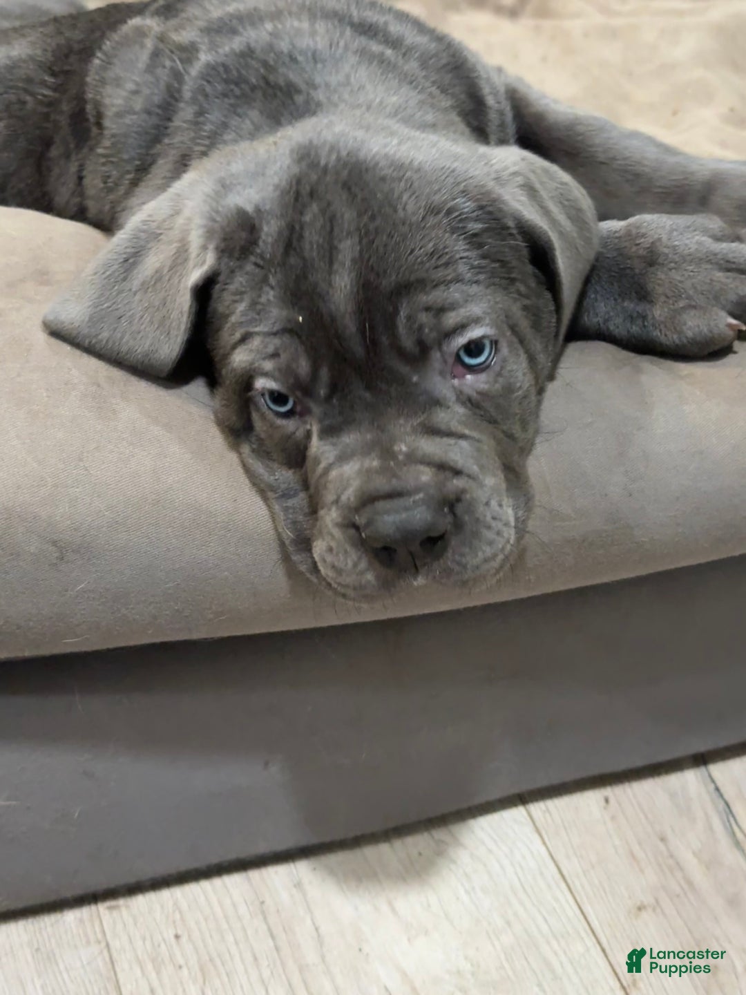 Cane Corso dogs for sale: Argenta - Ad 6