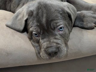 Cane Corso dogs Argenta - Ad 16