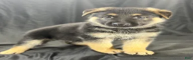 Ranger