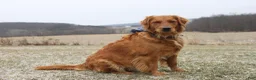 Golden Retriever dogs for sale: Eclair  - Ad 5