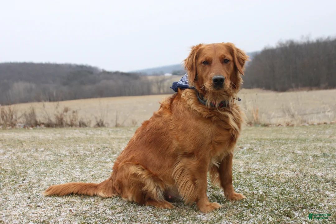 Golden Retriever dogs for sale: Eclair  - Ad 5