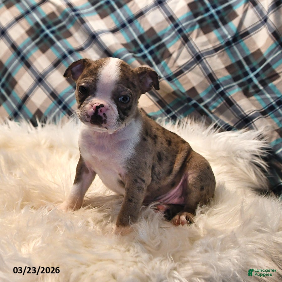 Boston Terrier dogs Brooklyn - Ad 1