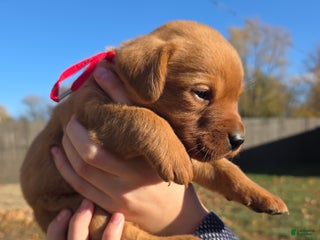 Labrador Retriever dogs - Ad 13