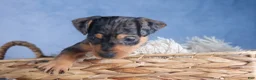 Miniature Pinscher dogs for sale: ABBY - Ad 8