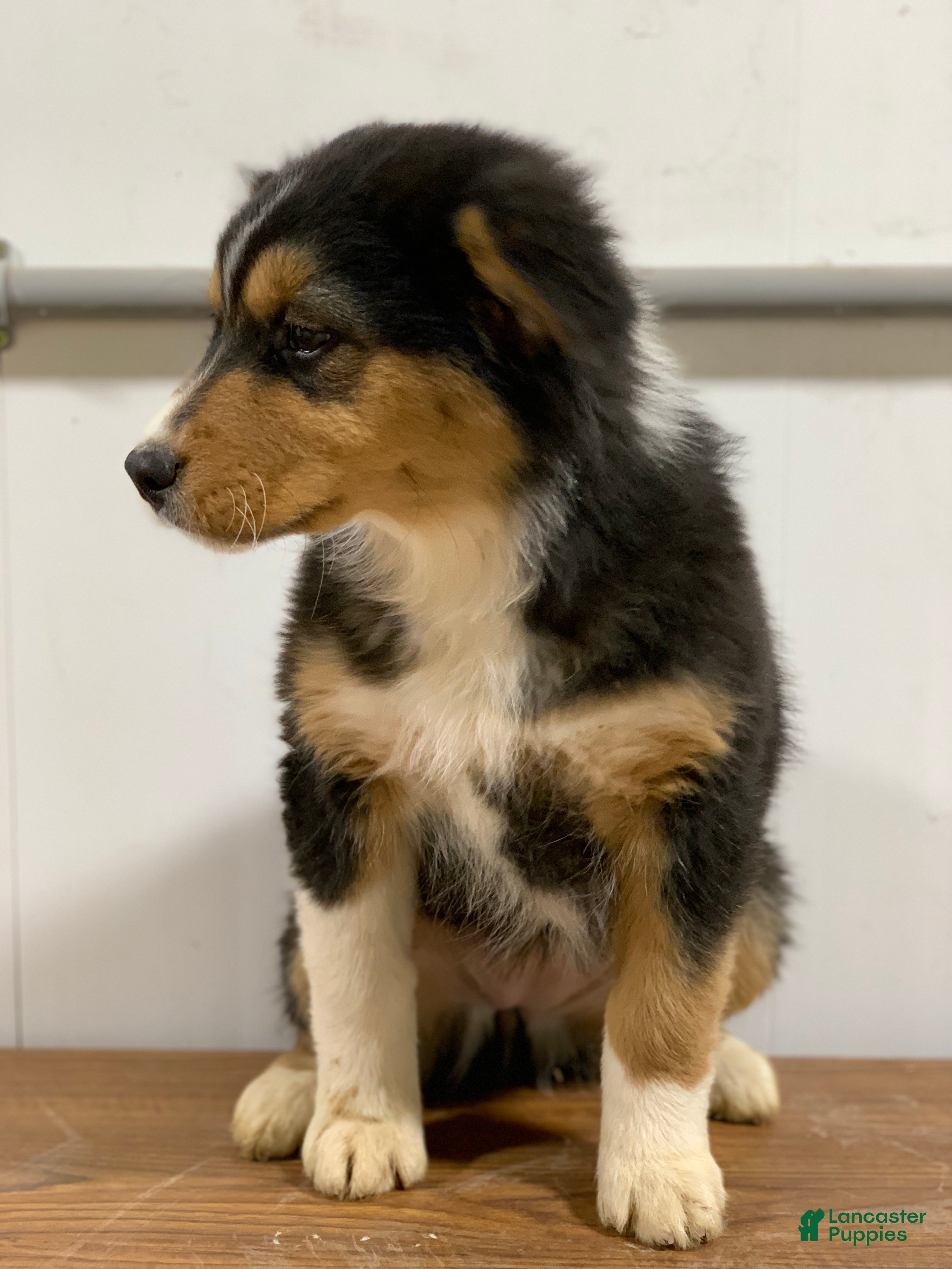 Australian Shepherd dogs Belle - Ad 1