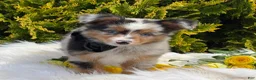 Toy Australian Shepherd dogs for sale: Tucker  - Ad 17