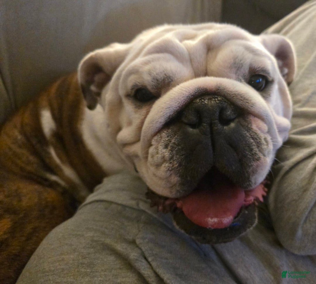 English Bulldog dogs for sale: Linus - Ad 8