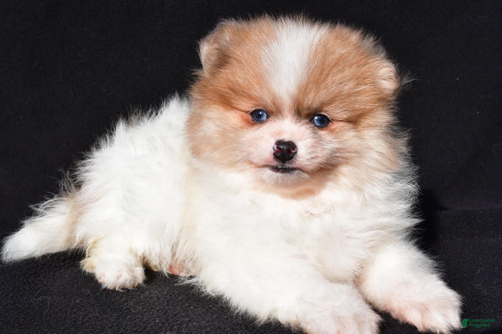 Pomeranian dogs for sale: Indie - Ad 2