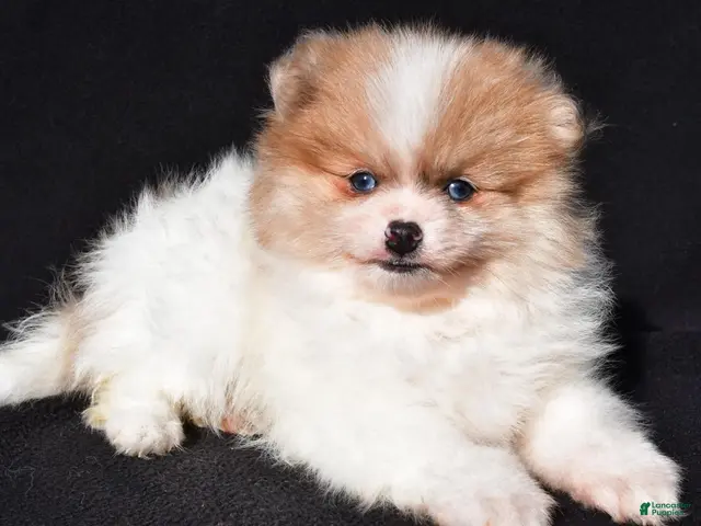 Pomeranian dogs for sale: Indie - Ad 2