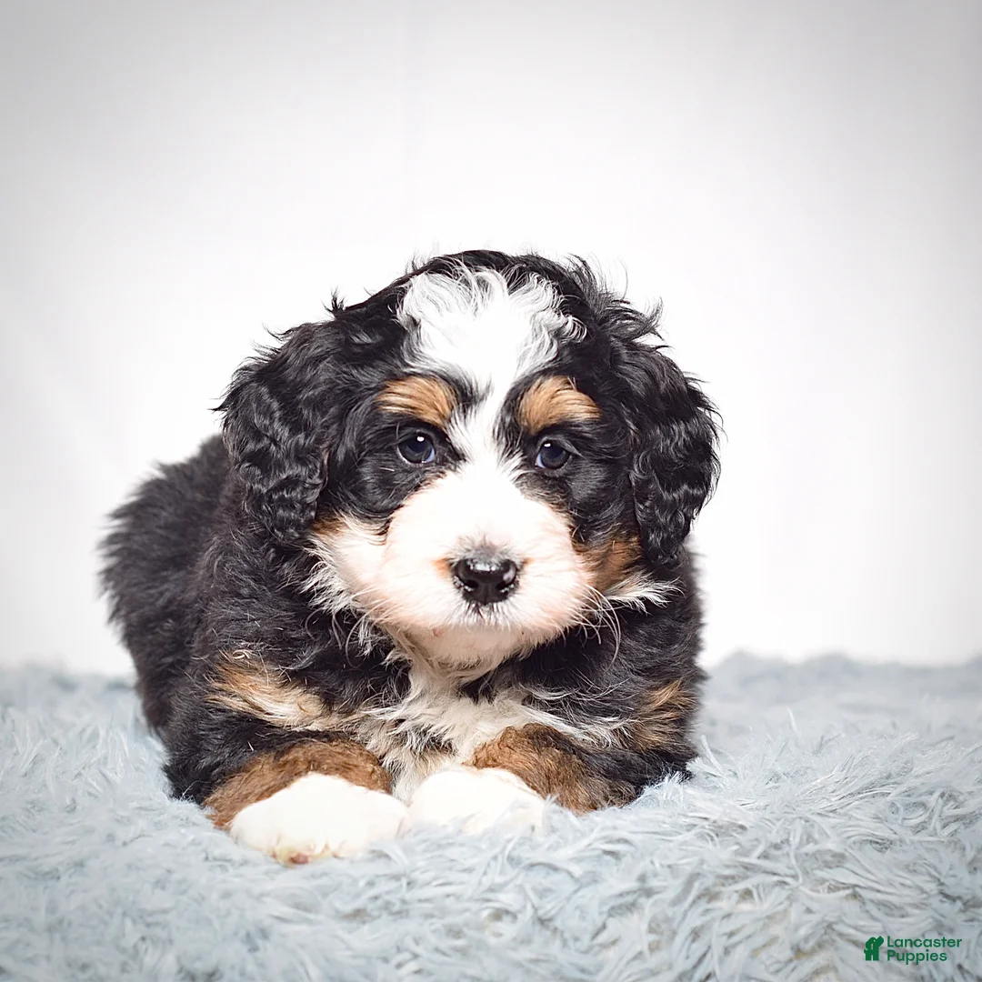 Mini Bernedoodle dogs for sale: Mini Bernedoodle Puppy 1 - Ad 4
