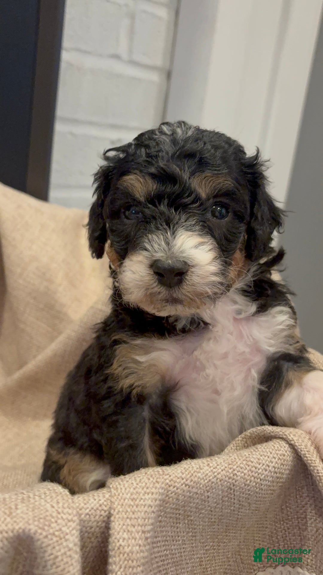 Mini Bernedoodle dogs for sale: Sophie - Ad 7