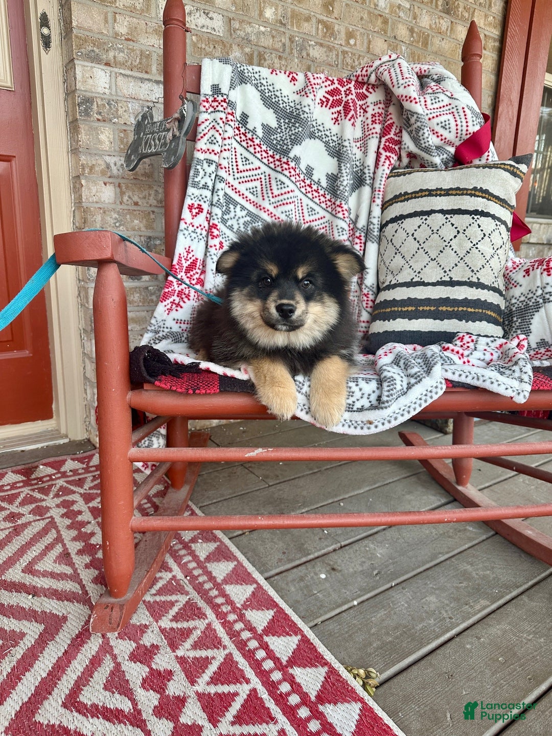 Pomsky dogs for sale: Alex - Ad 3