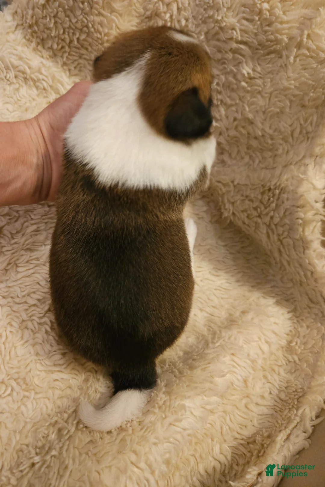 Welsh Corgi Pembroke dogs for sale: Cleopatra - Ad 15