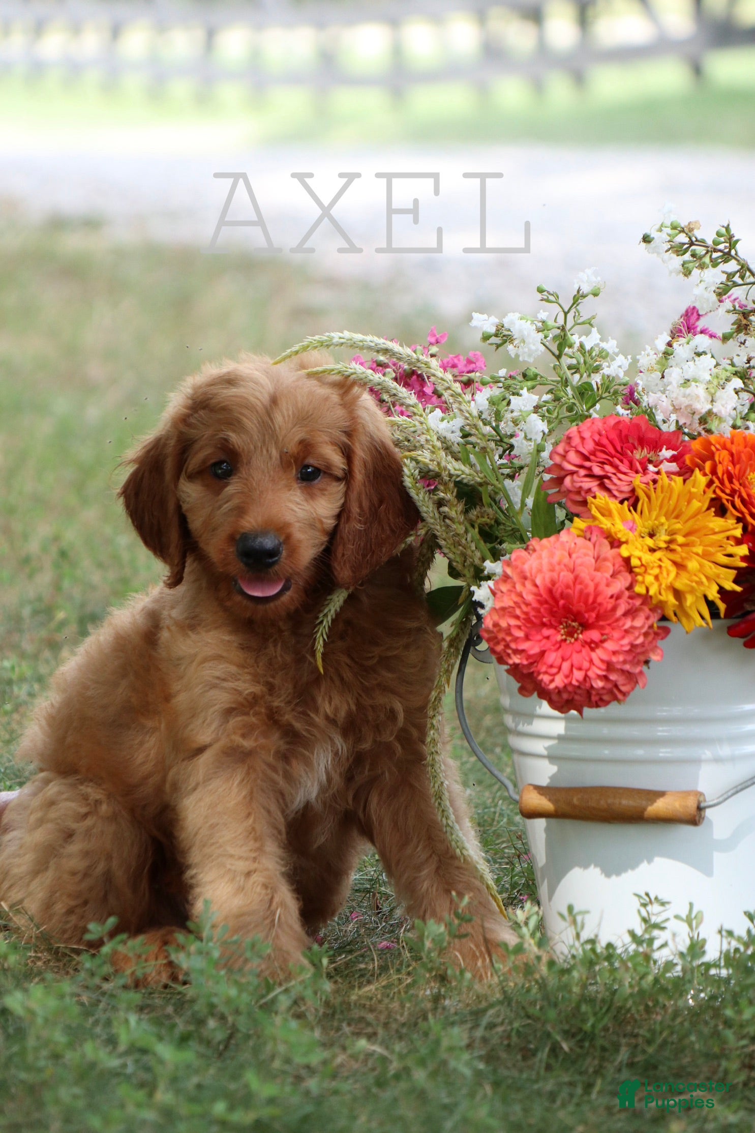Mini Goldendoodle dogs Axel - Ad 1