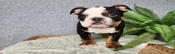 English Bulldog dogs for sale: Easton - Ad 6