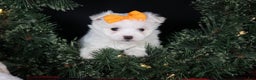 Maltese dogs for sale: APOLLO - Ad 15