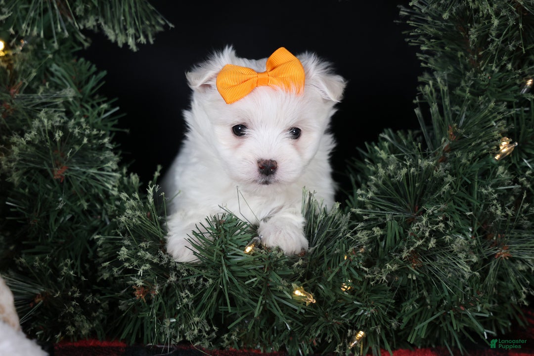 Maltese dogs for sale: APOLLO - Ad 15