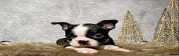 Boston Terrier dogs for sale: Sterling  - Ad 5