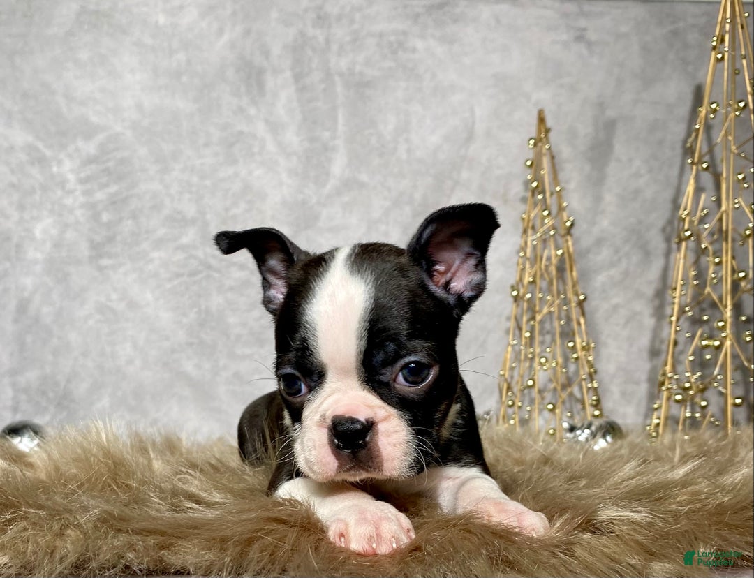 Boston Terrier dogs for sale: Sterling  - Ad 5