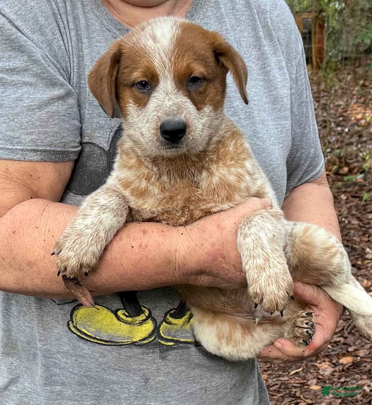 Australian Cattle Dog dogs for sale: Australian Cattle Dog Puppy 4 - Ad 1