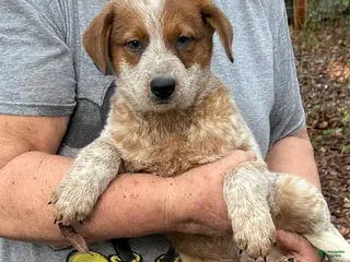 Australian Cattle Dog dogs for sale: Australian Cattle Dog Puppy 4 - Ad 1