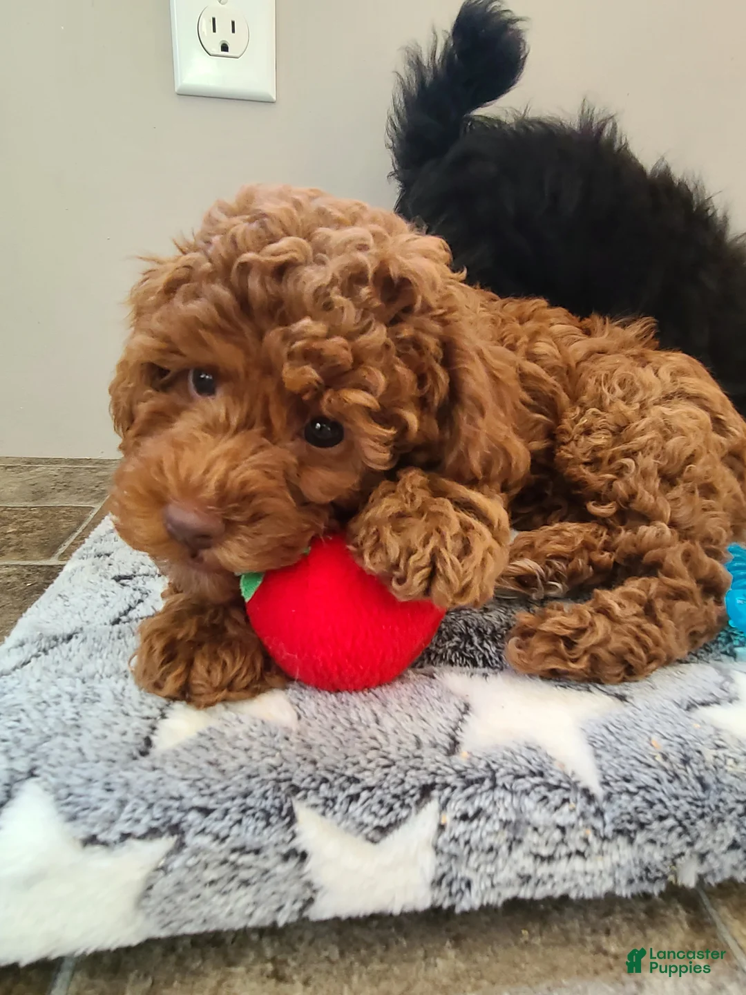 Miniature Poodle dogs for sale: Miniature Poodle Puppy 1 - Ad 1