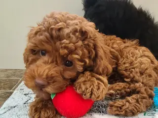 Miniature Poodle dogs for sale: Miniature Poodle Puppy 1 - Ad 4